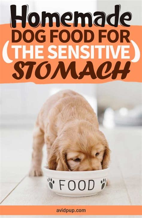 Homemade-Dog-Food-for-the-Sensitive-Stomach-7-Easy-Recipes | Avid Pup