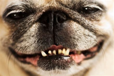 Periodontal Disease in Dogs: Causes & Treatments