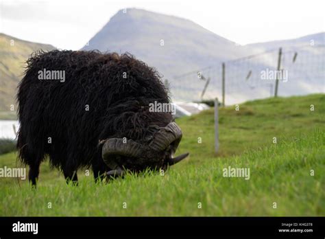 Wildlife in the Faroe Islands Stock Photo - Alamy