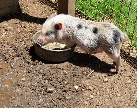 Pig Feeding At Farm Free Stock Photo - Public Domain Pictures