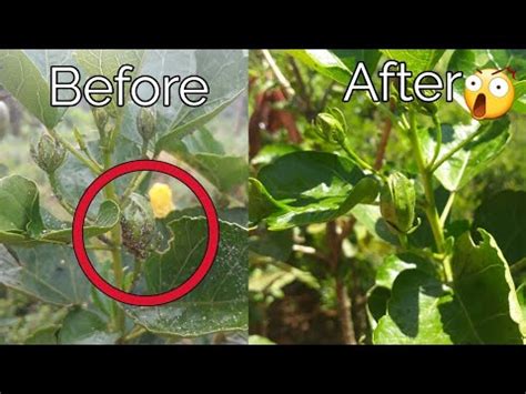 How to control white mealybugs on hibiscus - YouTube