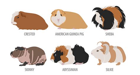 Best Guinea Pig Breed - Which Should YOU Bring Home?