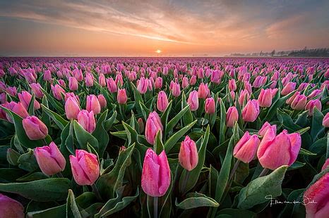 HD wallpaper: flower, tulips, sky, tulip field | Wallpaper Flare