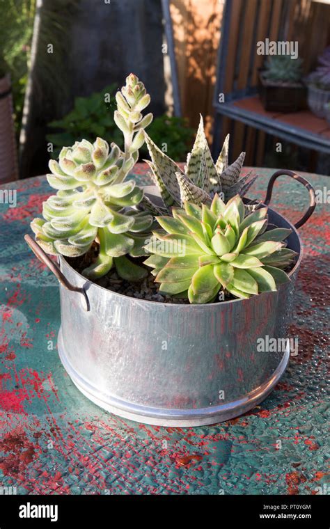 Unusual Succulents For Sale Australia - Best Succulent Ideas