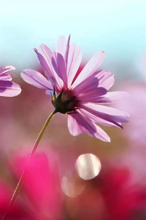 Cosmos iPhone 4s Wallpapers Free Download