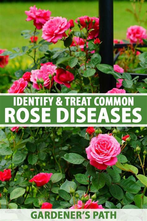 How to Identify and Treat 9 Common Rose Diseases | Gardener’s Path