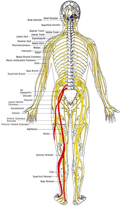 Nerves Of The Lower Body