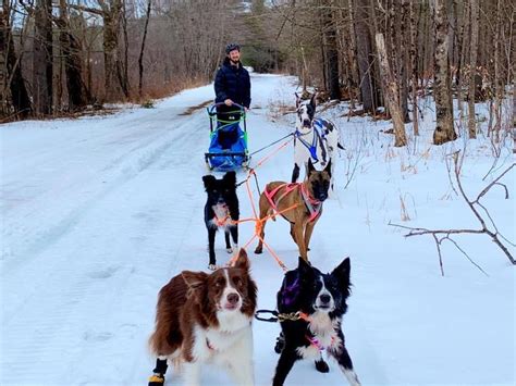 No Huskies, No Problem: These Unexpected Sled Dogs Have Serious Pull - Atlas Obscura