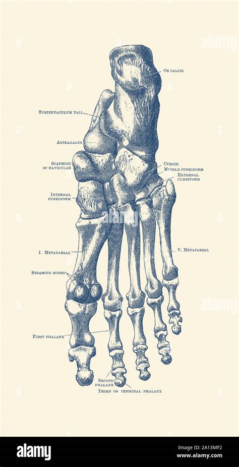 Diagram of foot hi-res stock photography and images - Alamy