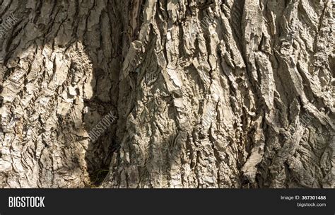 Detail Very Old Poplar Image & Photo (Free Trial) | Bigstock