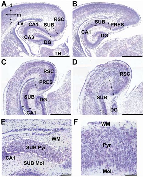 Anatomy of the subiculum in neonate mice. A–D. Nissl‐stained coronal... | Download Scientific ...