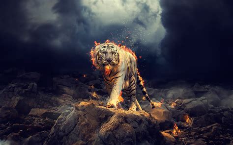 Raging White tiger Wallpapers | HD Wallpapers | ID #25213