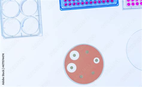 Petri dish with bacterial culture being examined antibiotic resistance in microbiology lab Stock ...