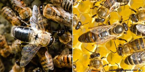 A Drone Bee - Male Honey Bee Facts - Carolina Honeybees