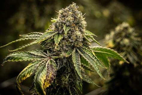 How to Grow Autoflower: Autoflower Grow Guide