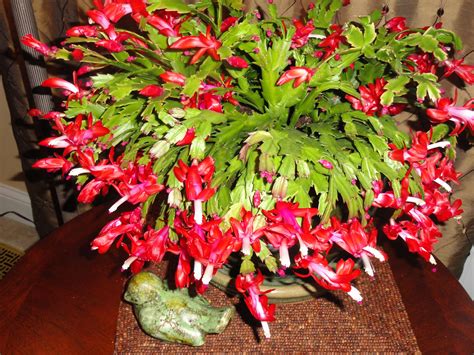 Christmas Cactus Christmas Cactus Flower, Christmas Plants, Garden Christmas, Cactus Flowers ...