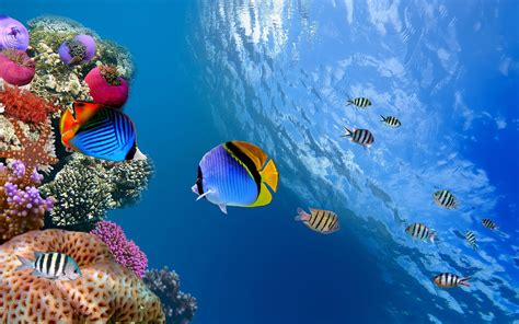 🔥 [45+] HD Underwater Wallpapers | WallpaperSafari