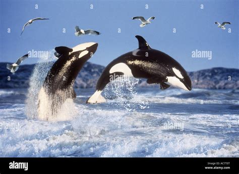 Two Killer Whales (Orcinus orca), breaching Stock Photo - Alamy