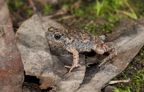 Endangered frog makes rare appearance | Country News