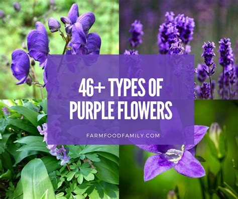 Types Of Purple Flowers With 5 Petals | Best Flower Site