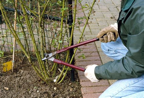 Knockout Rose Bush Pruning - apple-orchids