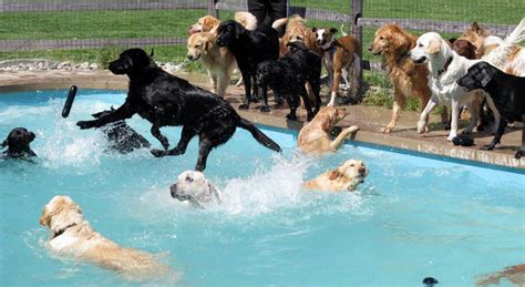 This Is What A ‘Pool Pawty’ At A Dog Daycare Center Looks Like | Bored Panda