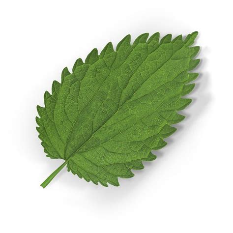 3d crenate leaf modeled nature | 3d model, Leaves, Real model