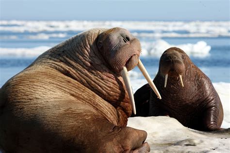 Pacific Walrus - Marine Mammal Commission