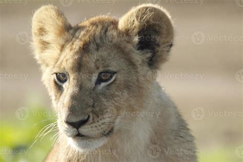 African lion Cub 702963 Stock Photo at Vecteezy