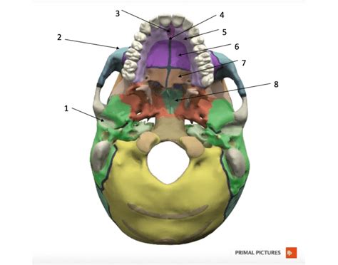 Facial Bones Quiz