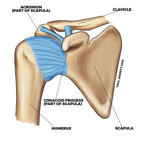 Acromion Process