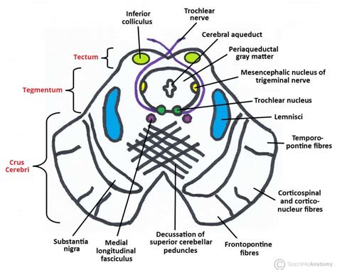 function of the superior colliculus - Captions Prince