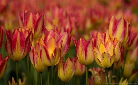 Pink and Yellow Tulips | Beautiful Flower Pictures Blog