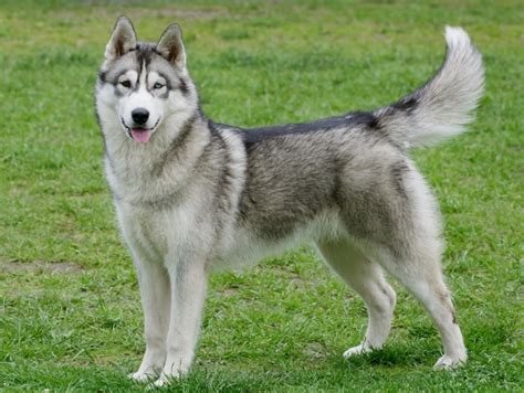 Siberian Husky: Breed Info, Pictures, Facts, Traits & Care Guide – Dogster