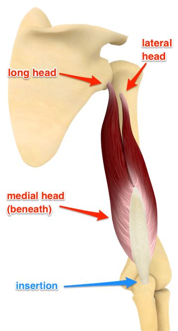 Triceps brachii Muscle - Yoganatomy