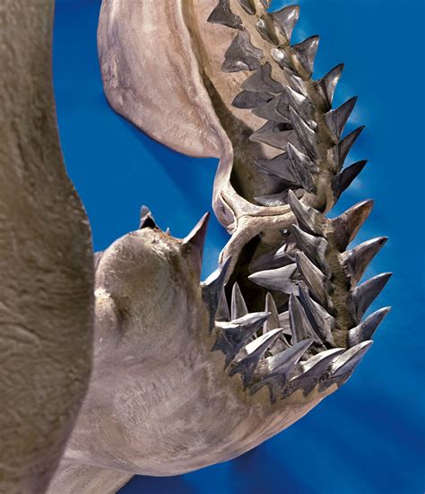 The History Blog » Blog Archive » World’s largest Megalodon jaw for sale