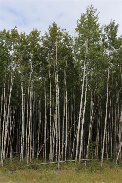 White Poplar Tree Trembling Aspen Free Stock Photo - Public Domain Pictures