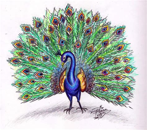 Simple Colorful Peacock Drawing - Cliparts.co