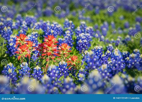 Indian Paintbrush Wildflowers and Texas Bluebonnets Stock Image - Image of sping, plant: 142172149