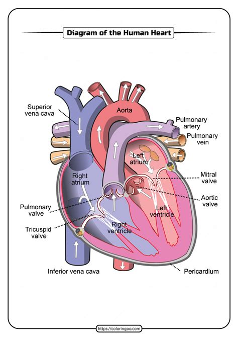 Schematic Heart Diagram Draw The Diagram Showing The Section