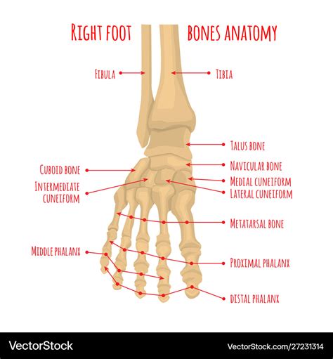 Foot bones anatomy Royalty Free Vector Image - VectorStock