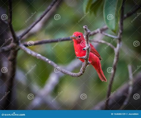 Bright Red Summer Tanager Perches on Branch in Tropics Stock Image - Image of humid, costa ...