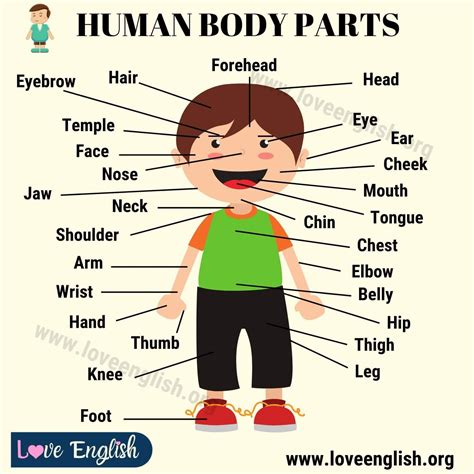 Human Body Parts for Kids - BrianaddAdams