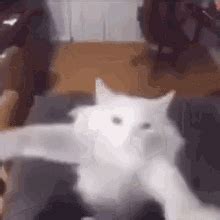 Cat Dancing Meme Dancing GIF – Cat Dancing Meme Dancing Cat – discover and share GIFs