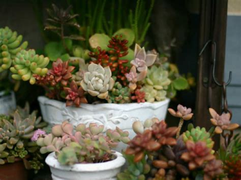 4 Tips for Growing Succulents Indoors During the Winter | World of Succulents