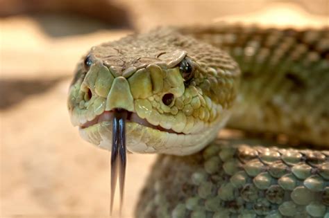 Free picture: snake tongue, viper, danger, head, venom, nature, wildlife, animal, reptile