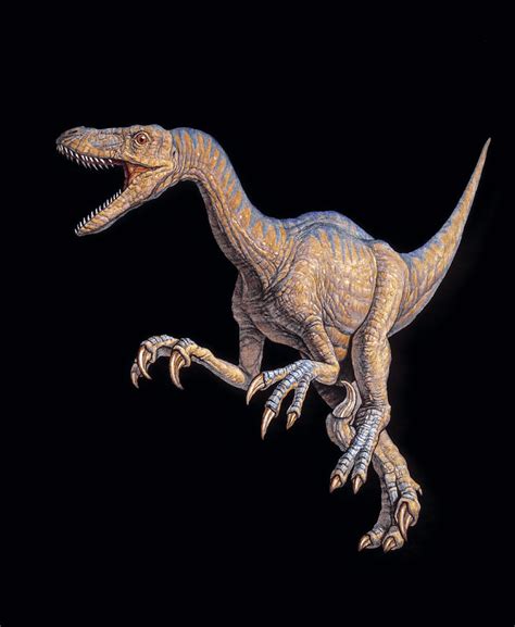 Velociraptor Dinosaur Photograph by Joe Tucciarone