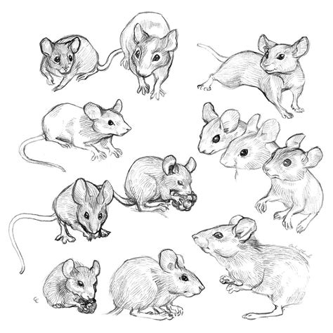 Mouse drawing – Artofit