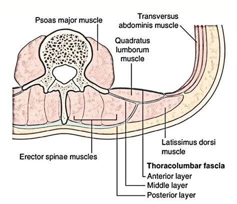 Thoracolumbar Fascia Anatomy