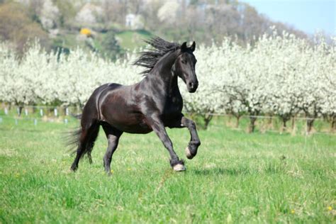 Black Horse Running Stock Photo - Download Image Now - Activity, Animal, Beauty - iStock